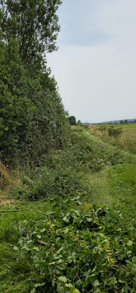teren nakon strojnog orezivanja grana
